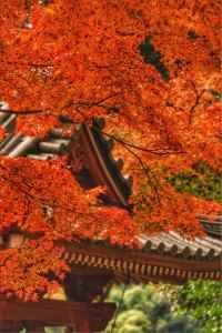 大興善寺　紅葉①